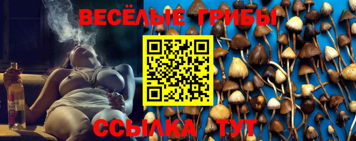 Галлюциногенные грибы Psilocybe  Вход с VPN  Тамбов  Галлюциногенные грибы мухоморы 
